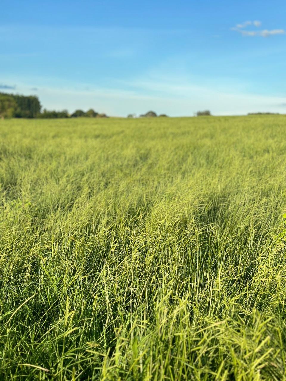 Campo de grama Llanero para produção de feno