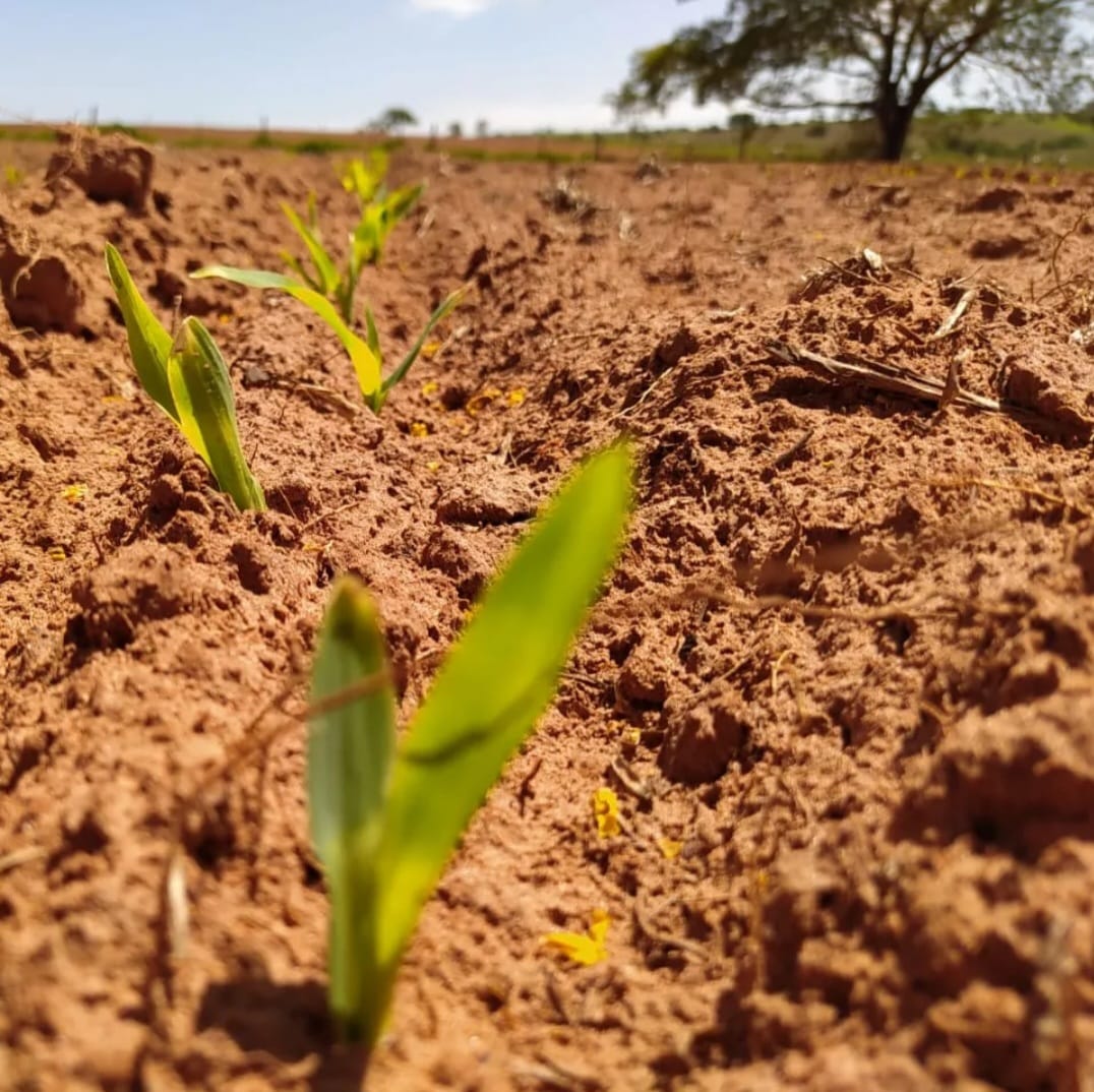 Preparação do solo para produção de feno em Presidente Prudente e região