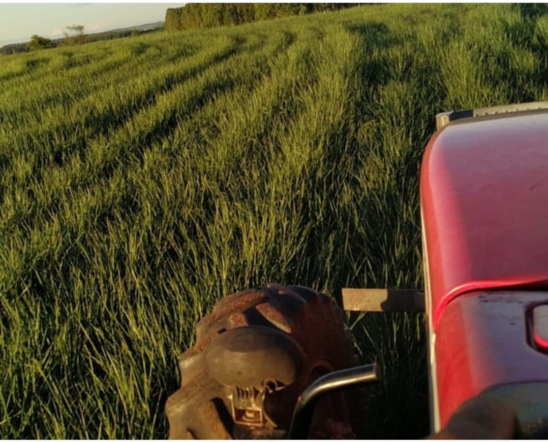 Trator na colheita mecanizada para produção de feno